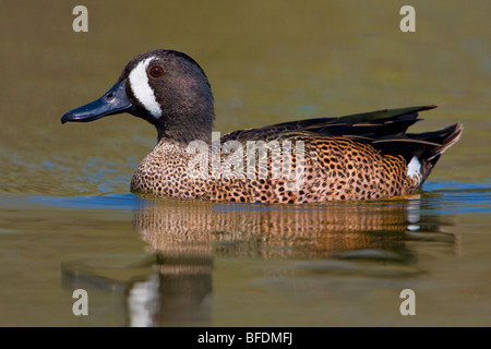 Blue-winged Teal (Anas discors) swimming at Estero Llano Grande State Park in Texas, USA Stock Photo