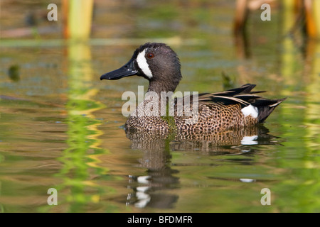 Blue-winged Teal (Anas discors) swimming at Estero Llano Grande State Park in Texas, USA Stock Photo