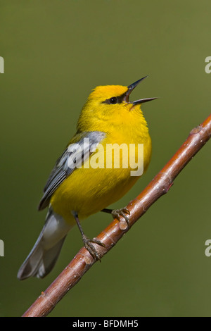 Blue-winged Warbler (Vermivora pinus) perched on a branch near Long Point, Ontario, Canada Stock Photo