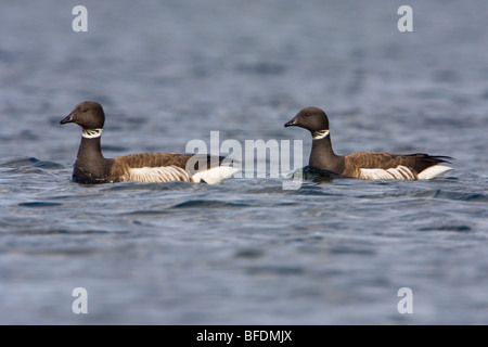 Two Brant geese (Branta bernicla) swimming in Victoria, Vancouver Island, British Columbia, Canada Stock Photo