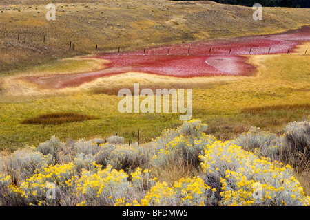 Rabbit bush (Chrysothamnus nauseosus) and saline lake in the grasslands of British Columbia, Canada Stock Photo