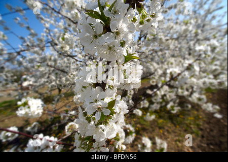 White cherry blossom on the orchard tree. Stock Photo