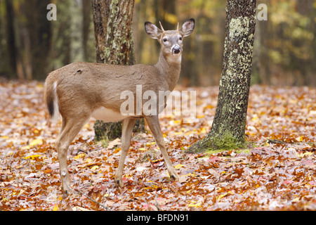 White tailed Deer in Fall Stock Photo