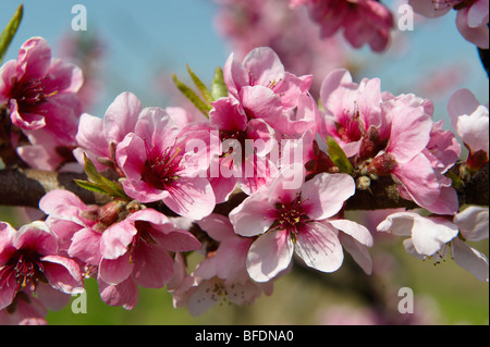 Pink apricot blossom on the tree, Koszeg, Hungary Stock Photo