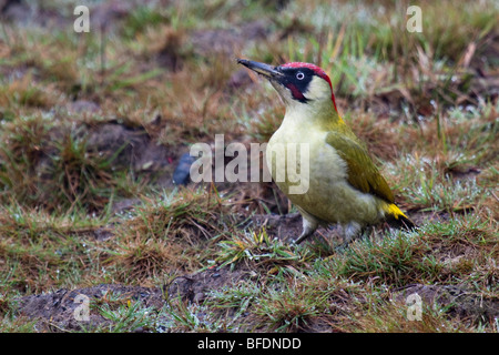 Green Woodpecker - Picus viridis Stock Photo