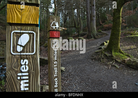 Footpath signs at Dodd Wood, Bassenthwaite, Lake District National Park, Cumbria, England, UK Stock Photo