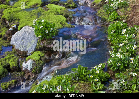 Alpine stream with marsh marigolds (Caltha palustris) in the Coast Mountains of British Columbia, Canada Stock Photo