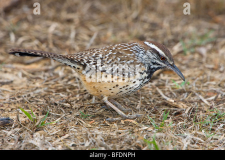 Cactus Wren (Campylorhynchus brunneicapillus) on the ground in Falcon State Park, Texas Stock Photo