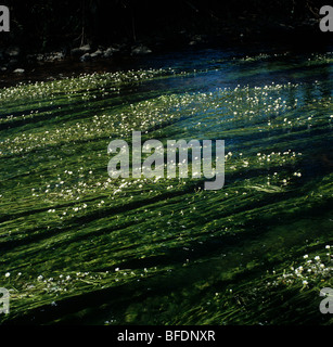 Common water crowfoot (Ranunculus aquatilis) flowering in a stream Stock Photo