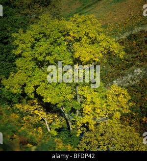 Ash (Fraxinus exselsior) tree changinmg to autumn colours in a Lake District valley, Cumbria Stock Photo
