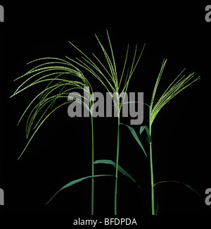 Large crabgrass (Digitaria sanguinalis) flowering spikes Stock Photo