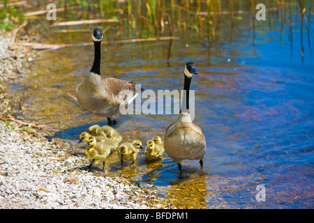 Canadian geese (Branta canadensis) with goslings  Point Pelee National Park, Lake Erie, Leamington, Ontario, Canada Stock Photo