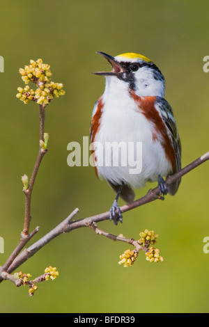 Chestnut-sided warbler (Dendroica pensylvanica) perched on a branch near Long Point, Ontario, Canada Stock Photo