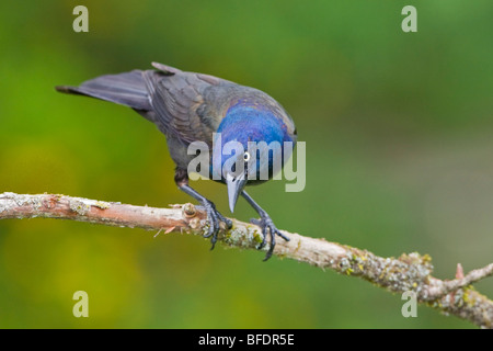 Common grackle (Quiscalus quiscula) perched on a branch near Toronto, Ontario, Canada Stock Photo