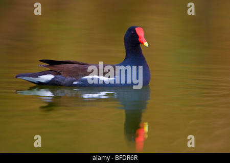 Common moorhen (Gallinula chloropus) swimming at Estero Llano Grande State Park in Texas, USA Stock Photo