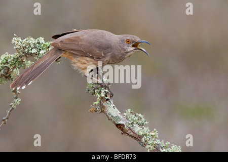 Curve-billed thrasher (Toxostoma curvirostre) perched on a branch at Falcon State Park, Texas Stock Photo