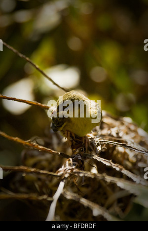 A Taveta Golden Weaver Bird chick Stock Photo