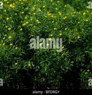 Corn buttercup (Ranunculus arvensis) plant in flower Stock Photo