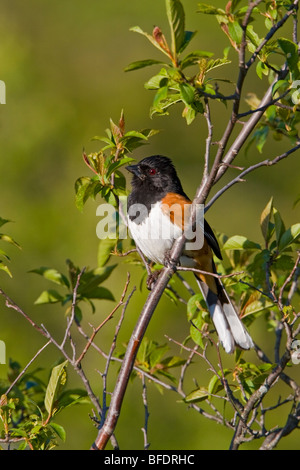 Eastern Towhee (Pipilo erythrophthalmus) perched on a branch at the Carden Alvar in Ontario, Canada Stock Photo