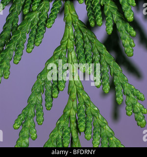 Western red cedar (Thuja plicata) foliage with young cones Stock Photo
