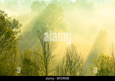 Morning sunlight filters through trees and mist over the Grand River near West Montrose, Ontario, Canada Stock Photo