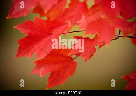 Red Sugar Maple leafs Stock Photo