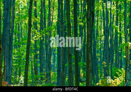 Inside a hardwood forest in the spring, Niagara Escarpment, Bruce Peninsula near Wiarton, Ontario, Canada Stock Photo