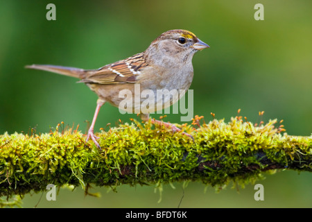 Golden-crowned Sparrow (Zonotrichia atricapilla) perched on mossy branch in Victoria, Vancouver Island, British Columbia, Canada Stock Photo