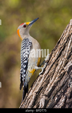 Golden-fronted woodpecker (Melanerpes aurifrons) perched on a tree trunk in the Rio Grande Valley in Texas, USA