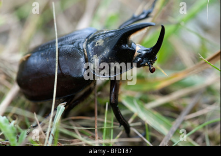 A Rhinoceros Beetle in grass in Virginia, USA. Stock Photo