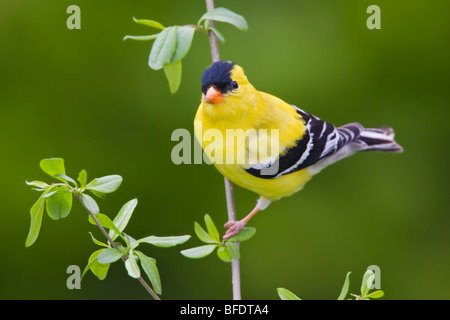 American goldfinch (Carduelis tristis) perched on a branch near Toronto, Ontario, Canada Stock Photo