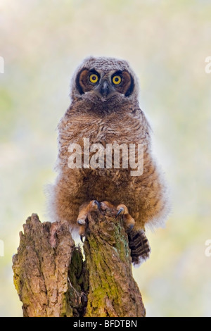 Great Horned Owl (Bubo virginianus) perched on a dead tree in Victoria, Vancouver Island, British Columbia, Canada