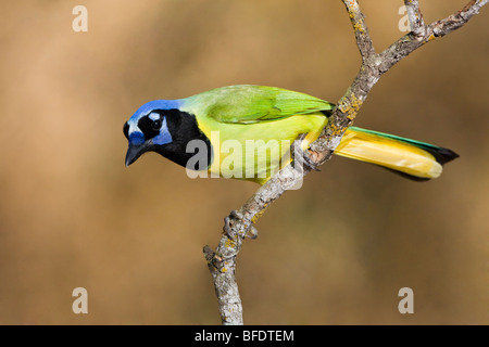 Green Jay (Cyanocorax yncas) perched on a branch in the Rio Grande Valley of Texas, USA Stock Photo