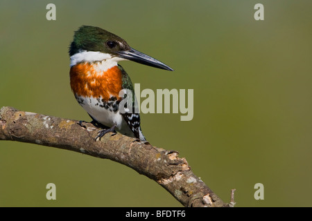 Green Kingfisher (Chloroceryle americana) perched on a branch at Estero Llano Grande State Park in Texas, USA