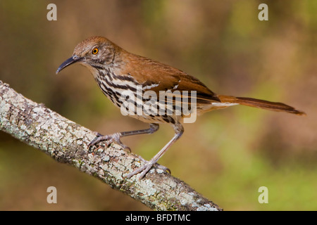 Long-billed thrasher (Toxostoma longirostre) perched on a branch in the Rio Grande Valley of Texas, USA