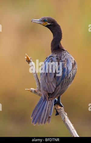 Neotropic Cormorant (Phalacrocorax brasilianus) at Estero Llano Grande State Park in Texas, USA Stock Photo