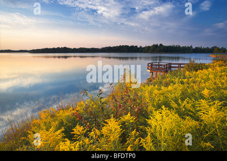 Goldenrod (Solidago) along Lake Napenco, Binbrook Conservation Area, Binbrook, Ontario, Canada Stock Photo