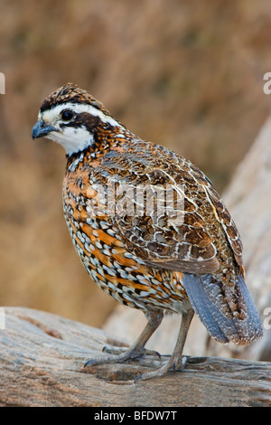 Northern Bobwhite (Colinus virginianus) perched on a branch at Falcon State Park, Texas, USA