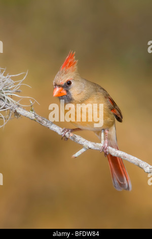 Northern Cardinal (Cardinalis cardinalis) perched on a branch in the Rio Grande Valley of Texas, USA Stock Photo