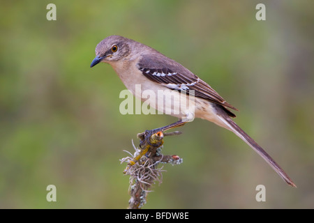 Northern Mockingbird (Mimus polyglottos) perched on a branch in the Rio Grande Valley of Texas, USA Stock Photo