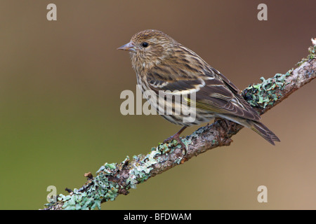 Pine siskin (Carduelis pinus) perched on a branch in Victoria, Vancouver Island, British Columbia, Canada Stock Photo
