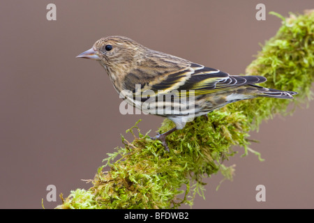 Pine siskin (Carduelis pinus) perched on a branch in Victoria, Vancouver Island, British Columbia, Canada Stock Photo