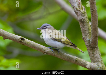 Red-eyed Vireo (Vireo olivaceus) perched on a branch near Long Point, Ontario, Canada Stock Photo