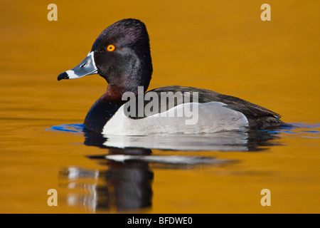 Ring-necked Duck (Aythya collaris) swimming in Victoria, Vancouver Island, British Columbia, Canada Stock Photo