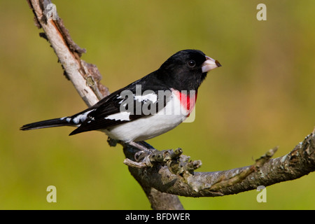 Rose-breasted Grosbeak (Pheucticus ludovicianus) perched on a branch near Long Point, Ontario, Canada Stock Photo