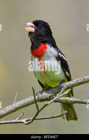 Rose-breasted Grosbeak (Pheucticus ludovicianus) perched on a branch near Long Point, Ontario, Canada Stock Photo