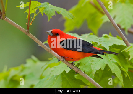 Scarlet Tanager (Piranga olivacea) perched on a branch near Long Point, Ontario, Canada Stock Photo