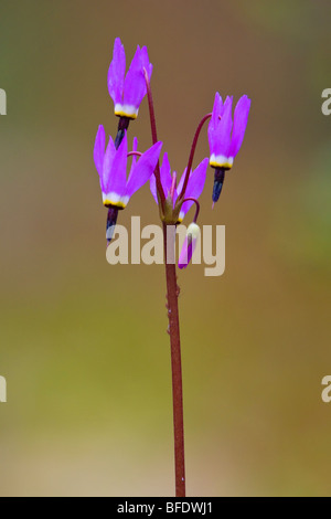 Shooting star flower (Dodecatheon) in Victoria, Vancouver Island, British Columbia, Canada