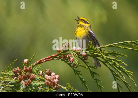 Townsend's warbler (Dendroica townsendi) perched on an evergreen branch in Victoria, Vancouver Island, British Columbia, Canada Stock Photo