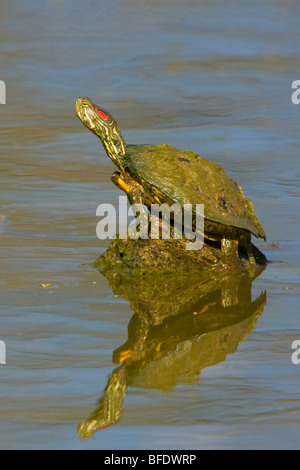Painted turtle (Chrysemys picta) perched on a rock at Estero Llano Grande State Park in Texas, USA Stock Photo